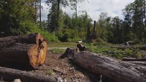 Professional Tree Care in Nyssa, OR