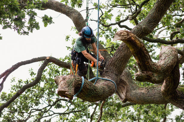 How Our Tree Care Process Works  in  Nyssa, OR