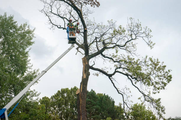 Best Tree Risk Assessment  in Nyssa, OR