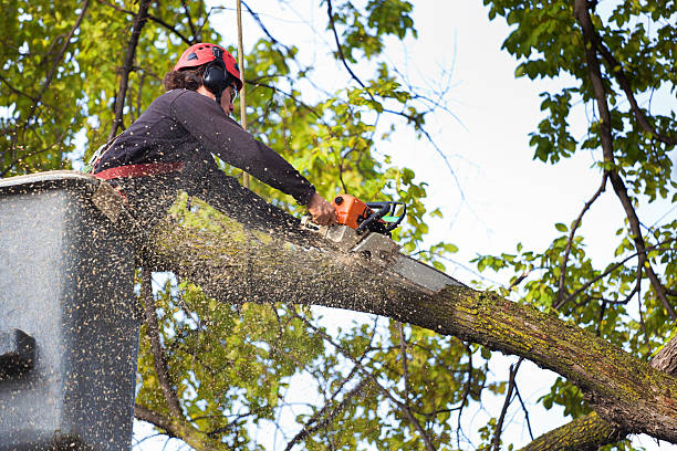 Mulching Services in Nyssa, OR